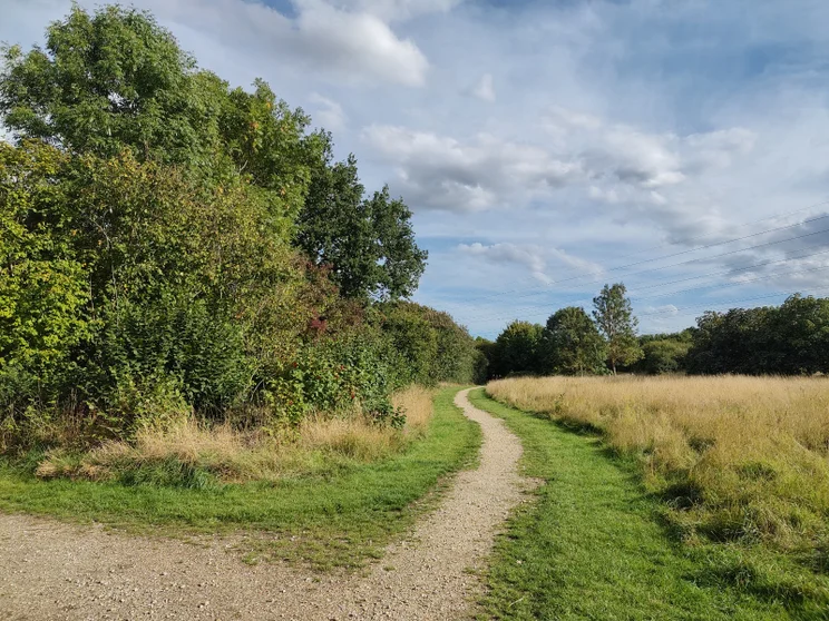 A dirt path leading alongside a meadow, trees on the left