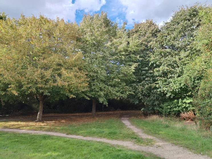 A dirt path splitting in front of a group of trees