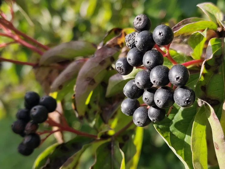 Macro shot of black berries on a green bush