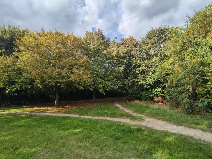 Wide-angle shot of a dirt path splitting in front of a group of trees