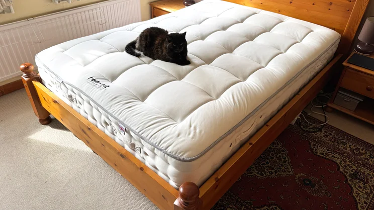 REM-Fit Natural Lux Hybrid mattress, with a cat on it