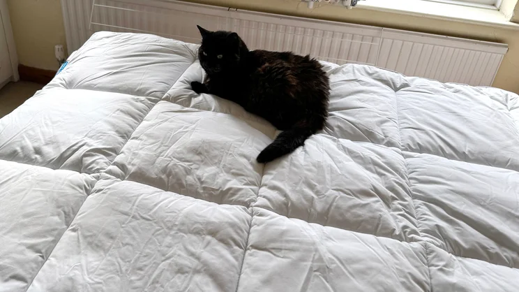 A dark brown cat sits on top of the Dorma Full Forever mattress topper
