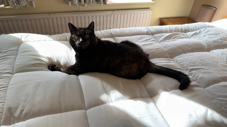 A cat rests in a sunbeam on top of the Dreams Dream Team Ultimate Washable Mattress Topper