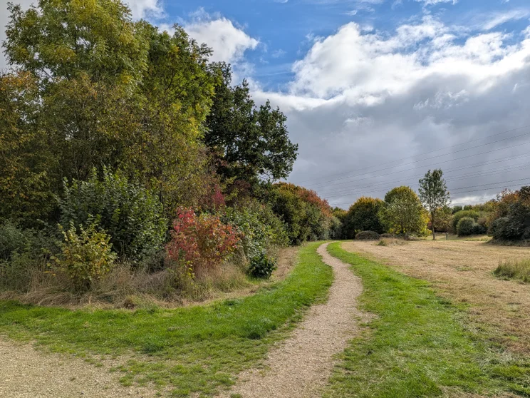 A dirt path leading alongside a meadow, trees on the left