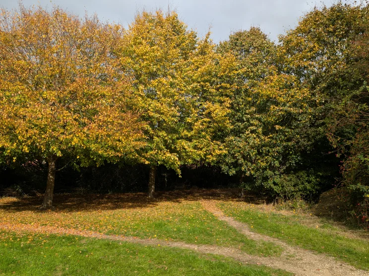 A dirt path splitting in front of a group of trees