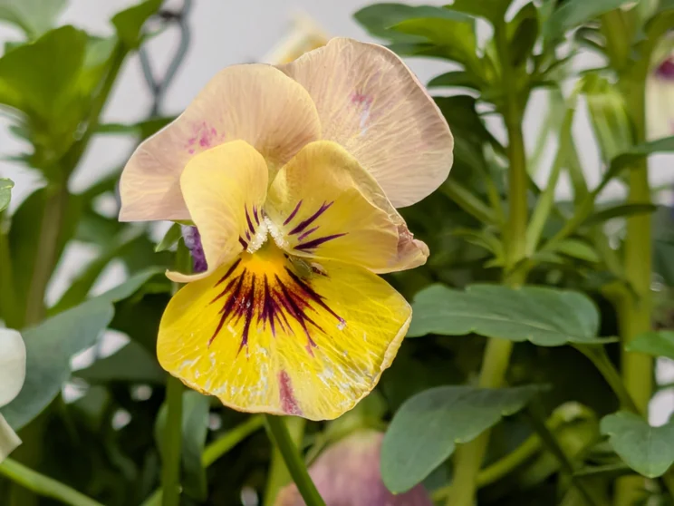 A yellow flower