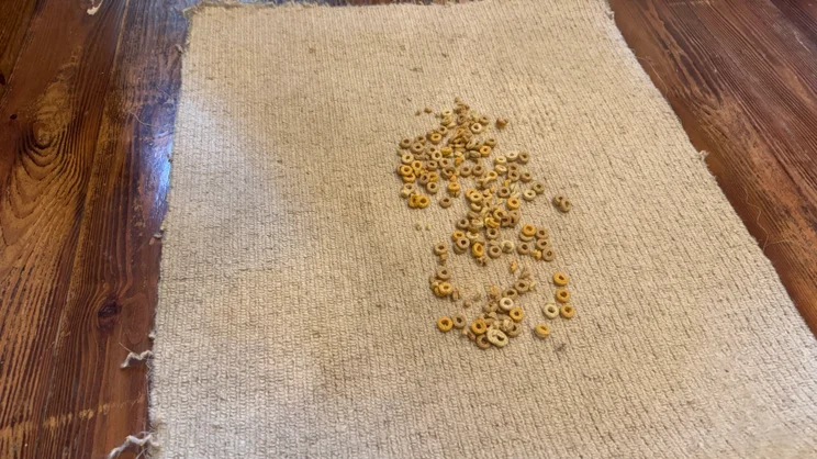 A spill of Cheerios on a carpet sample