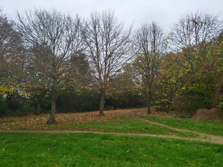 Bare trees in a meadow