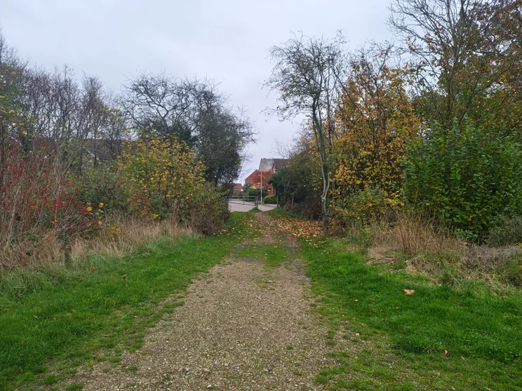 A path leading between two groups of trees