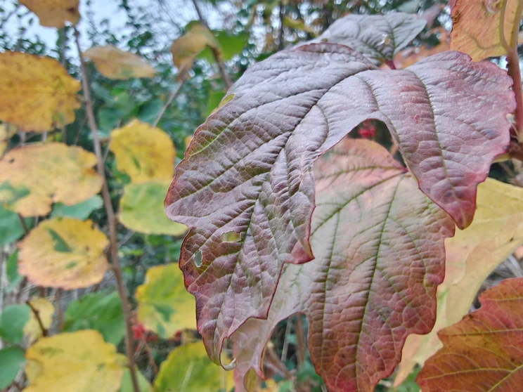 Close up shot of a leaf