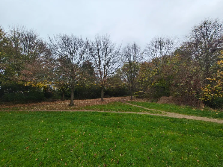 Wide-angle shot of bare trees in a meadow