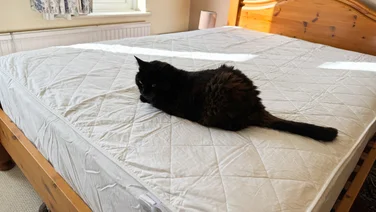 The Dusk Luxury Quilted Mattress Protector on a mattress, with a cat sitting on top