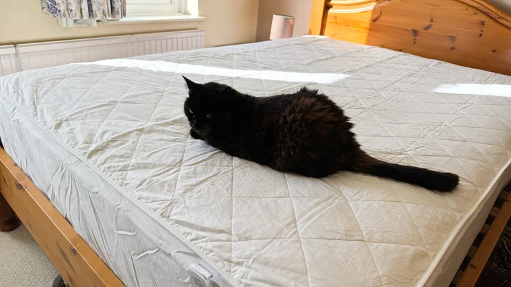 The Dusk Luxury Quilted Mattress Protector on a mattress, with a cat sitting on top