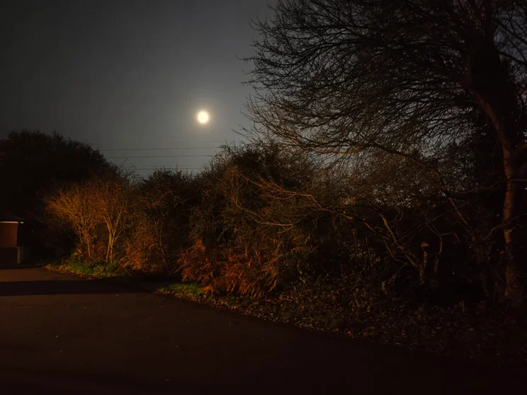 A treeline at night with the moon above