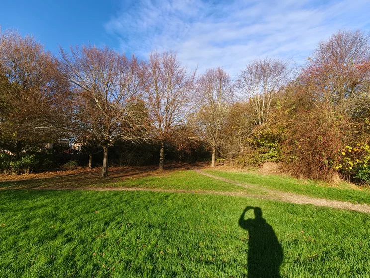 Wide-angle shot of trees by a meadow