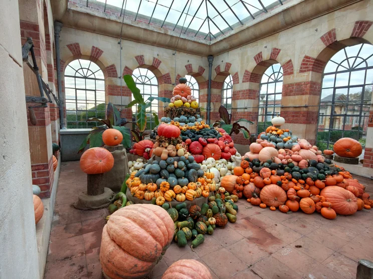 Wide-angle shot of pumpkins stacked neatly