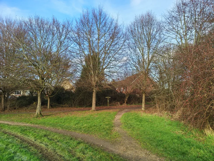 Bare winter trees in a meadow