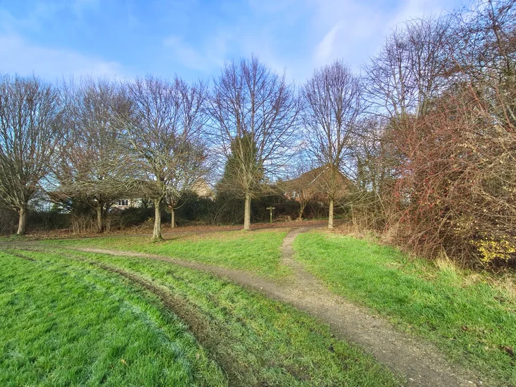 Wide-angle shot of bare trees in a meadow