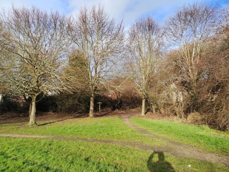 Bare winter trees in a meadow
