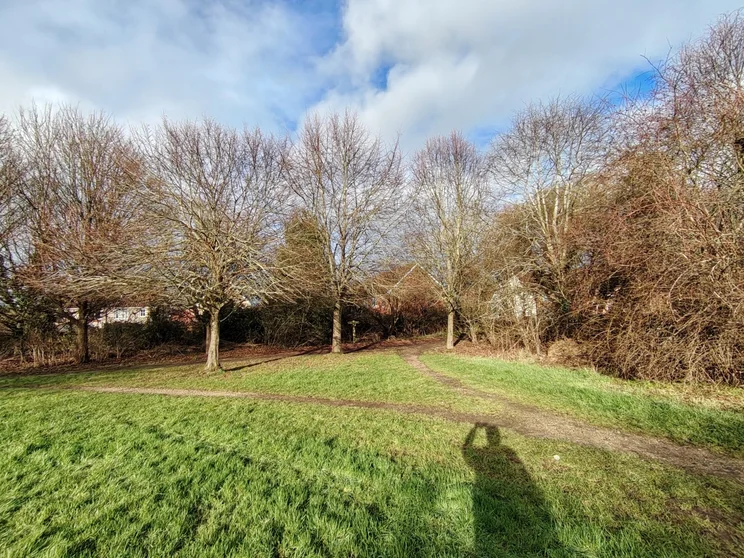 Wide-angle shot of winter trees in a meadow