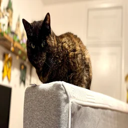 A cat sitting on top of the TEMPUR EASE mattress
