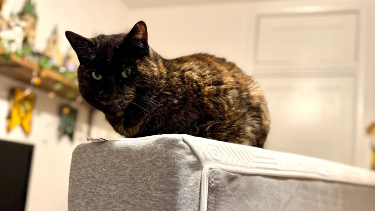 A cat sitting on top of the TEMPUR EASE mattress