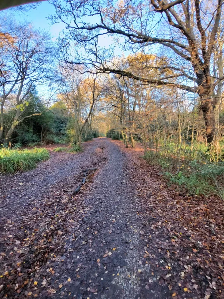 Oakley Meta Vanguard camera sample showing a forest scene