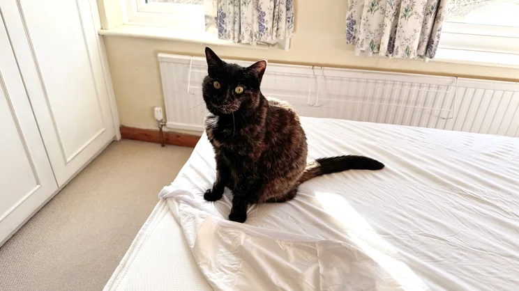 A cat sitting on top of the Panda Bamboo mattress protector, whih is partially covering a mattress