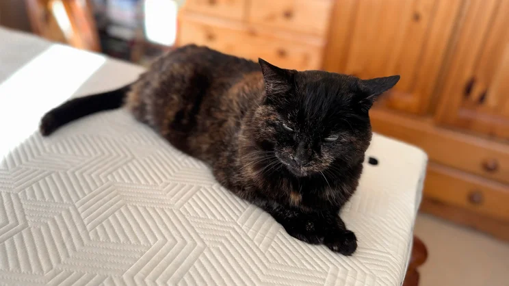 A cat sitting on top of the Panda Hybrid Bamboo Mattress topper
