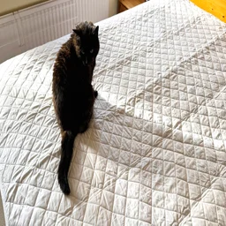 A cat sits on top of the Scooms 100% Pure Cotton mattress protector, on a mattress