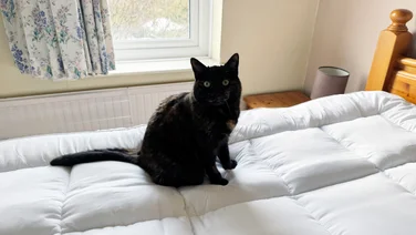 A dark-coloured cat sitting on top of the The Slumberdown Sleep Soundly Extra Deep Climate Control mattress topper