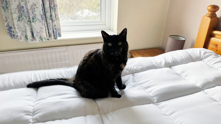 A dark-coloured cat sitting on top of the The Slumberdown Sleep Soundly Extra Deep Climate Control mattress topper