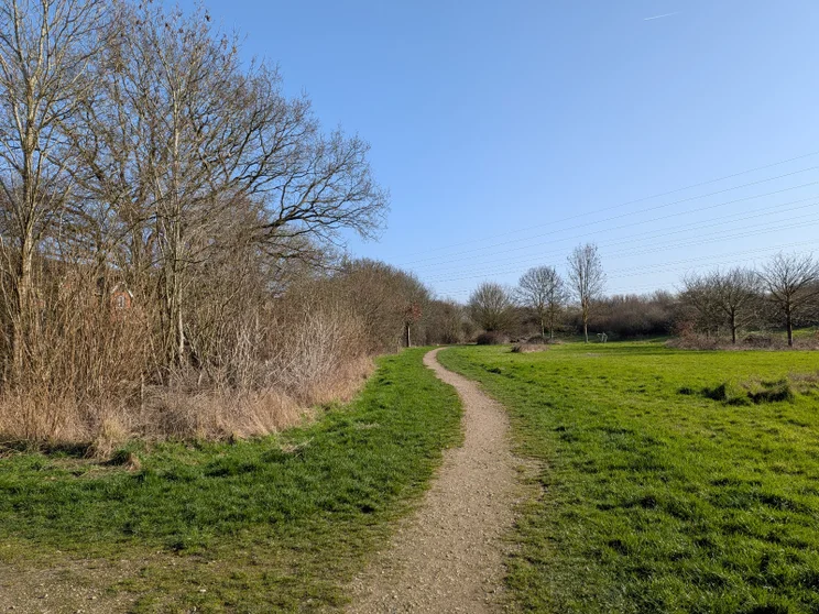 A meadow with trees and a dirt path