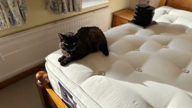 Happy Beds The Annabel 2000 Pocket Spring Natural Pillowtop mattress - cat on mattress!