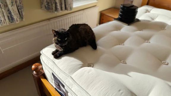 Happy Beds The Annabel 2000 Pocket Spring Natural Pillowtop mattress - cat on mattress!
