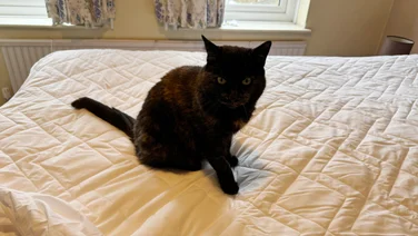 Simba Performance Mattress Protector - cat sitting on protector