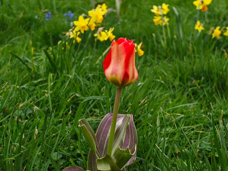 telephoto shot of an orange flower
