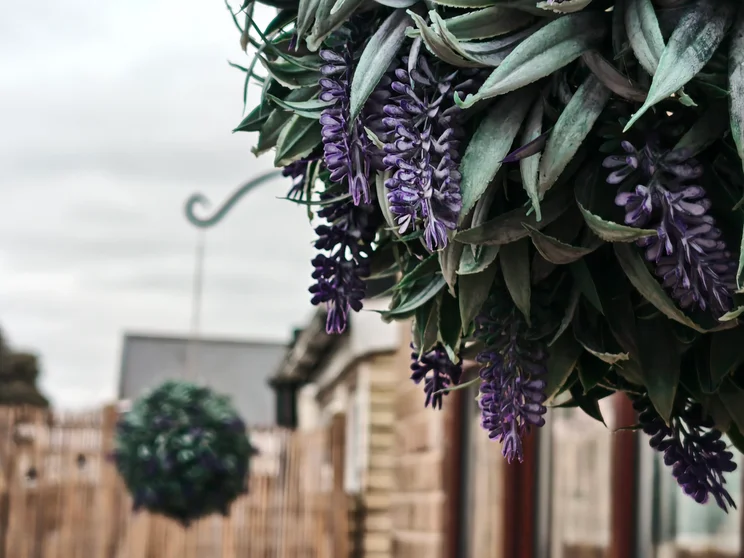 Close up of a purple hanging plant