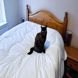 A cat sitting on the Dorma Full Forever duvet on a bed