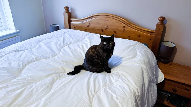 A cat sitting on the Dorma Full Forever duvet on a bed