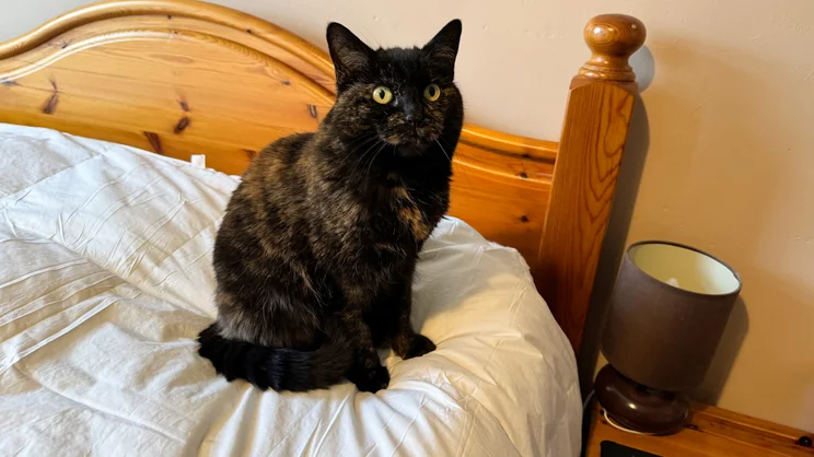 A cat sitting on top of the Dusk Luxury 80% Goose Down duvet, on a bed