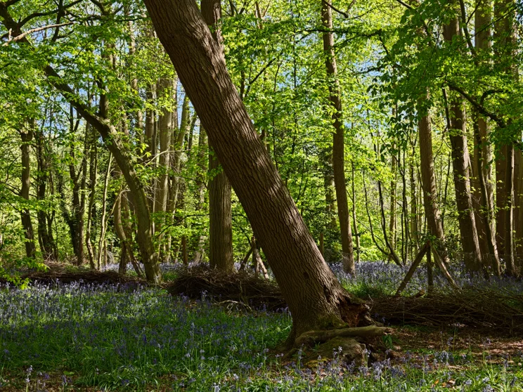 Telephoto shot of a tree leaning in a forest