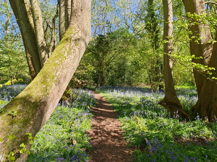 Trees and bluebell flowers around a path in the woods