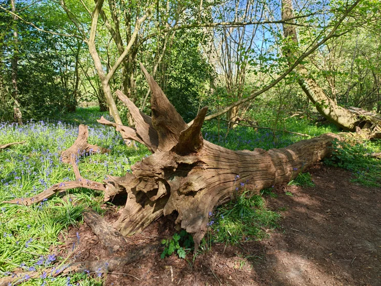 Fall tree in the forest