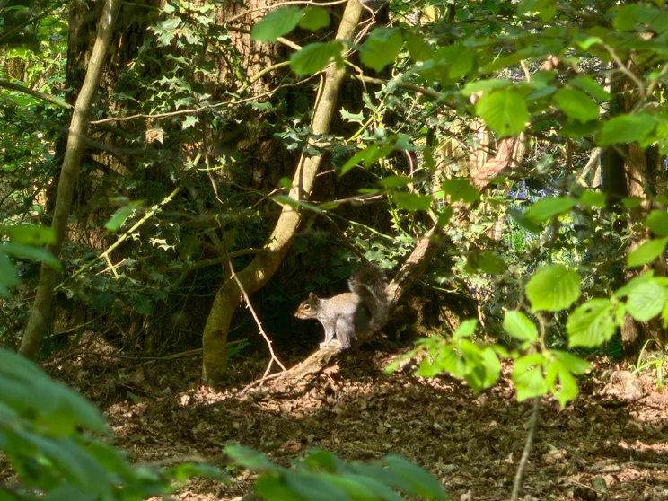 A squirrel in the woods