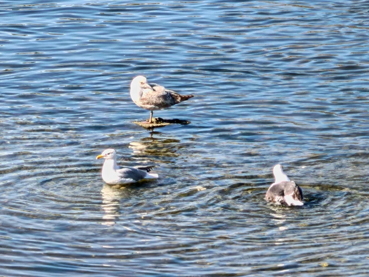 Seagulls on the water