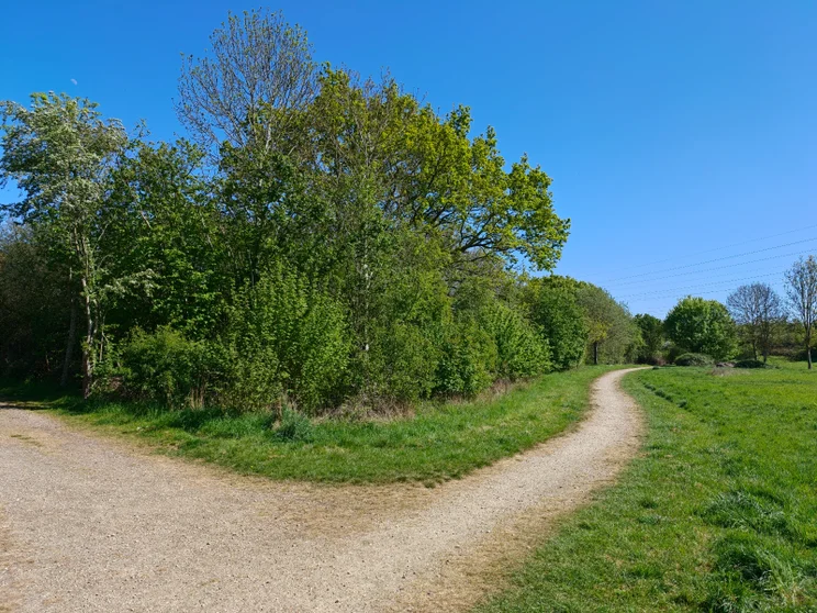 Wide-angle shot of a path alongside a meadow