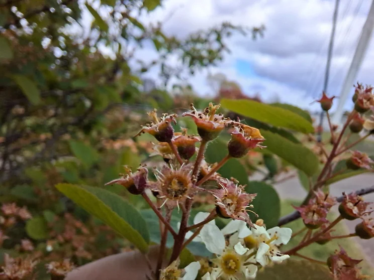 Macro shot of a plant