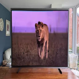 Front view of the Samsung S99H quantum dot OLED TV displaying a picture of a lion