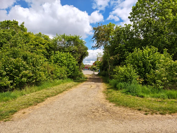 A path leading between two groups of trees